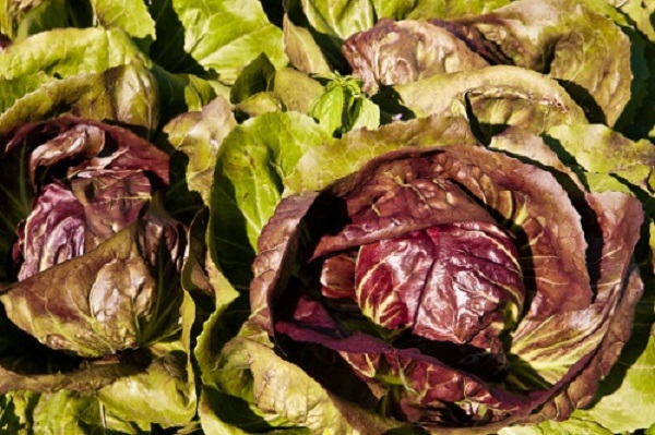 radicchio tardivo raccolta settembre