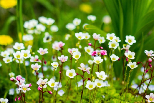 fiori autunnali poco comuni sassifraga agnocasto