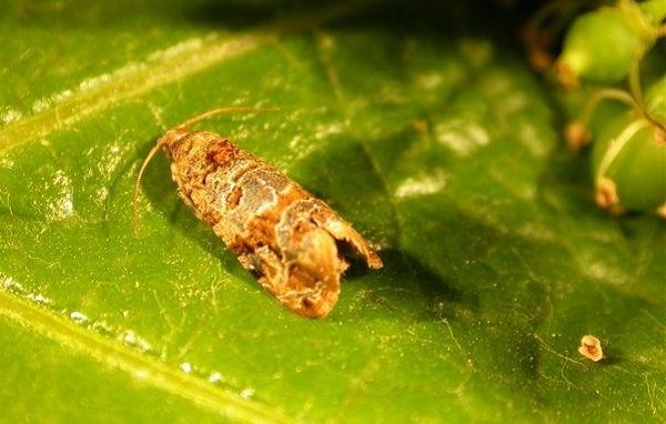 tignoletta vite insetto parassita