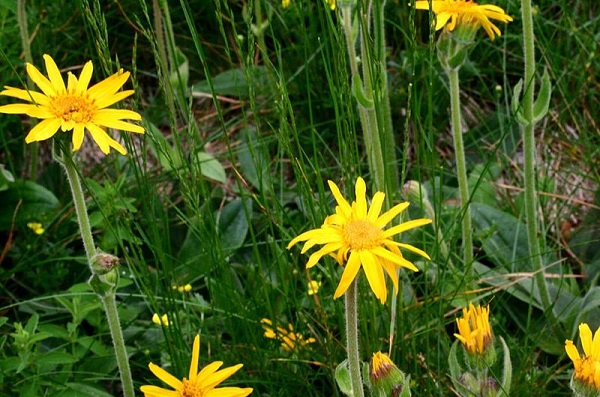 arnica montana usi proprietà