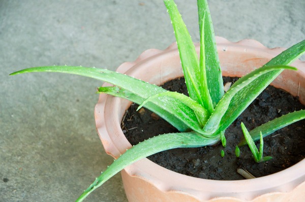 Aloe sfiorita