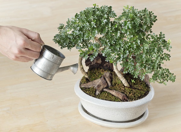 annaffiatura bonsai