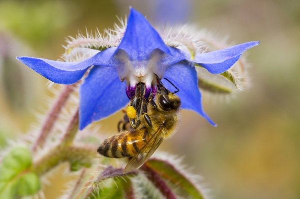 6 piante che attirano le api