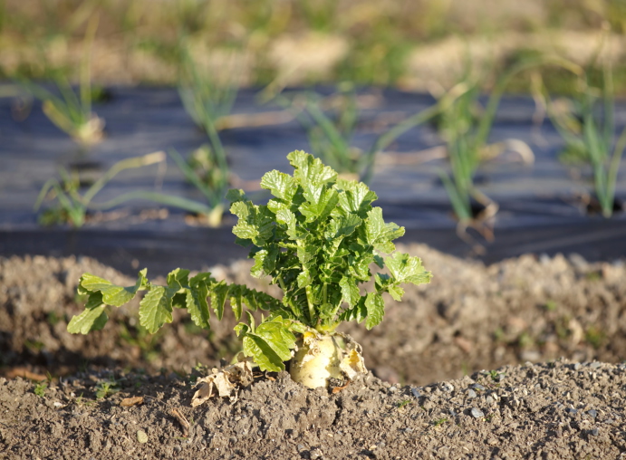 Coltivare cicoria e radicchio