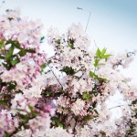 alberi arbusti potare novembre