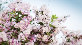 alberi arbusti potare novembre