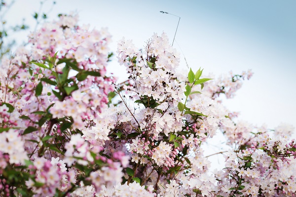 alberi arbusti potare novembre