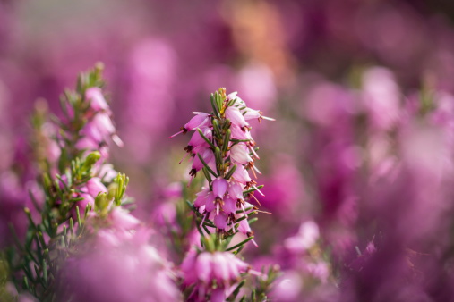 Fiori invernali