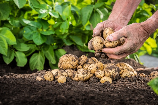 mani che raccolgono patate