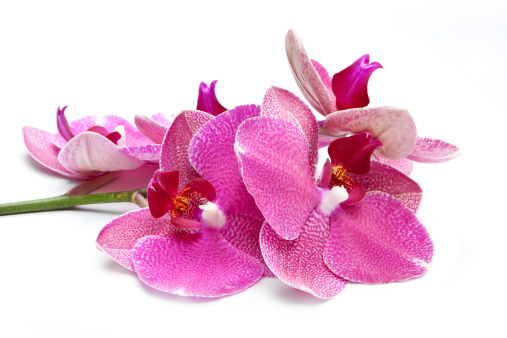 5 trucchi per far durare a lungo le orchidee