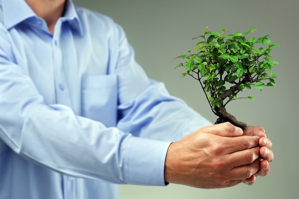 uomo protegge radici bonsai con mani