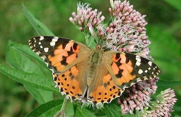 vanessa cardo carciofo insetto parassita