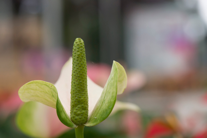 Anthurium 