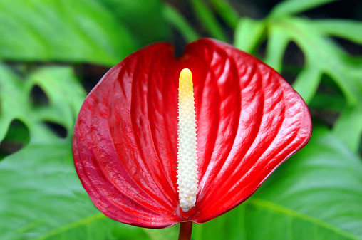 Anthurium 