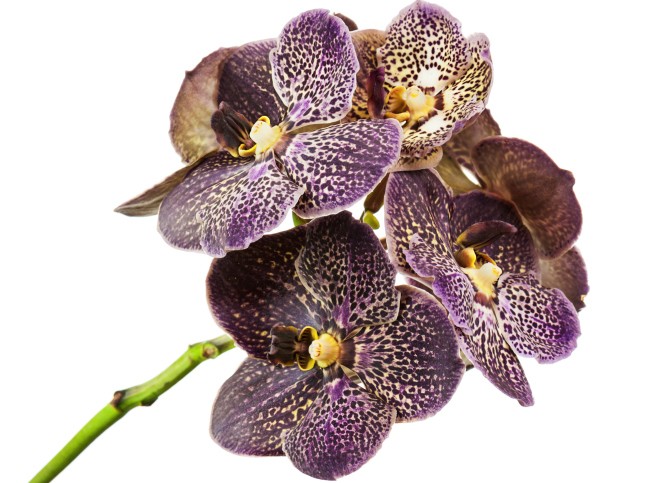 orchidee