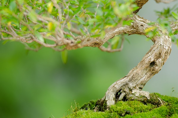 albero bonsai