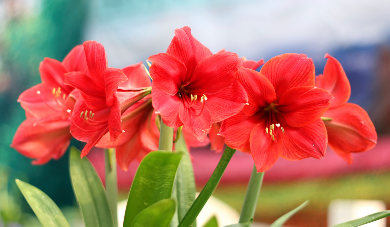 quali fiori regalare a Natale