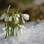 9 piante fioriscono inverno