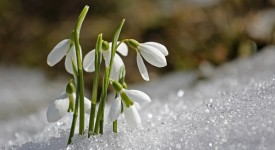 9 piante fioriscono inverno