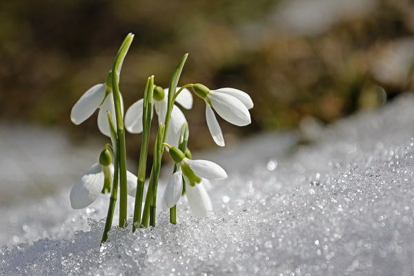 9 piante fioriscono inverno