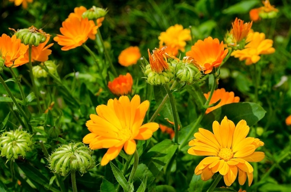 calendula