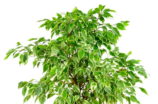 ficus