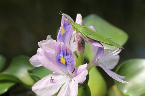 piante molto profumate