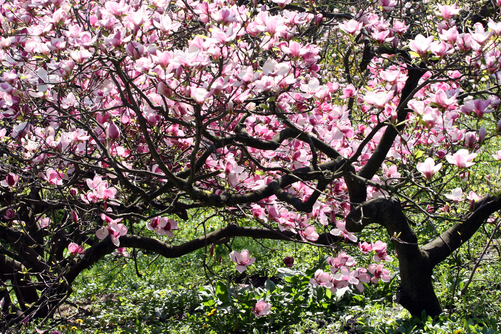 Alberi che non sporcano 