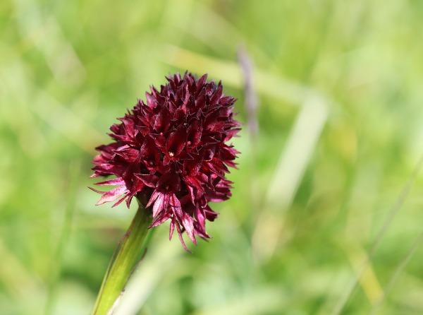 nigritella