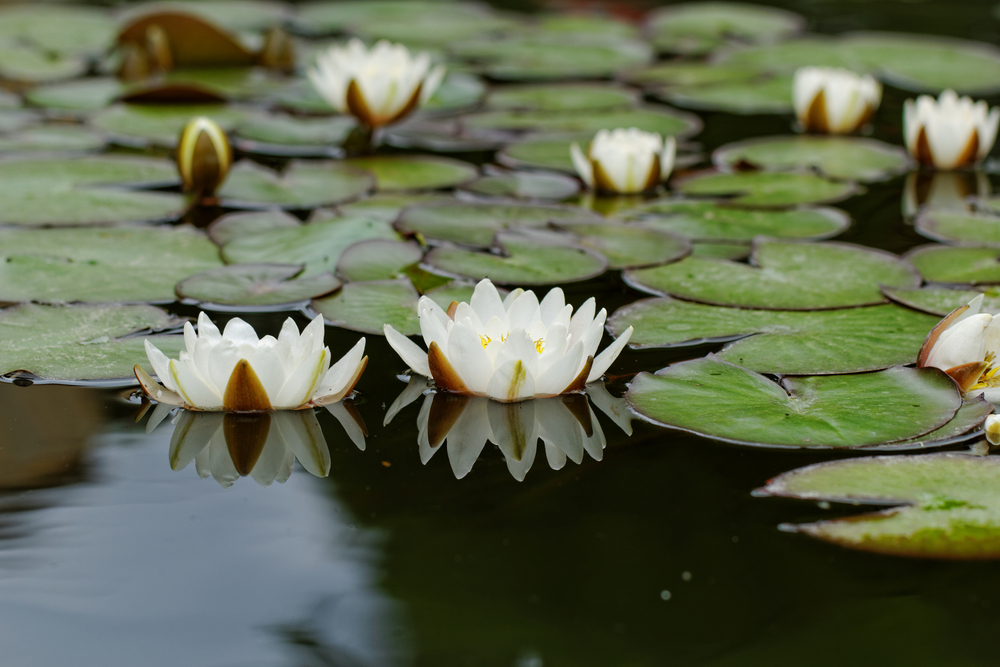 Piante acquatiche