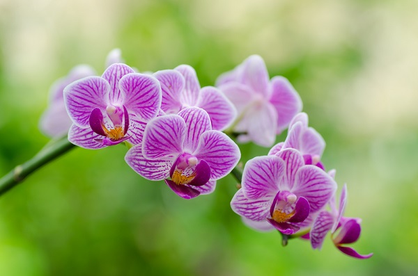 Orchidee, come prevenire le principali malattie 