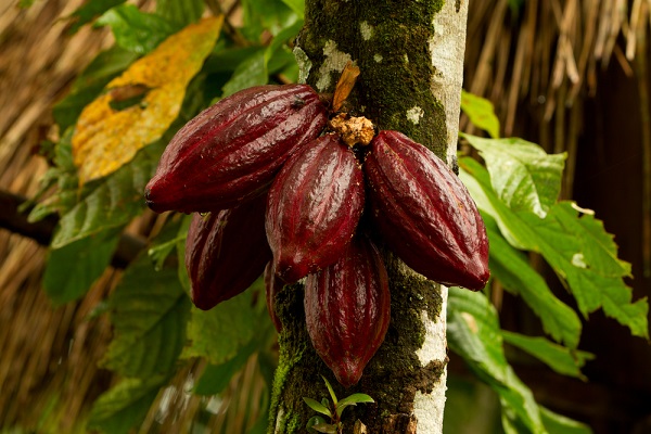 coltivare pianta cacao in vaso