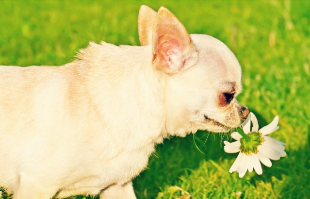 Piante velenose per animali domestici