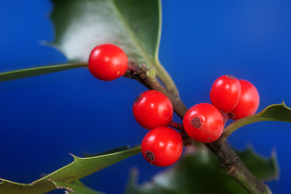 Quali fiori regalare a Natale