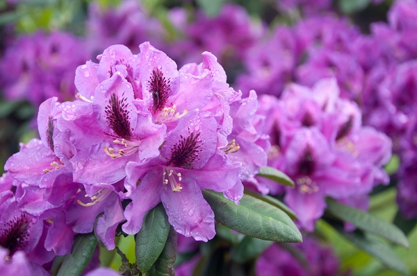 rododendro rosa