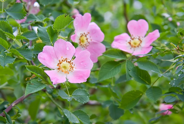 significato fiori rosa canina