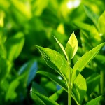 5 piante fanno bene salute foto