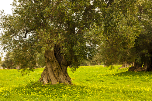 Alberi che non sporcano