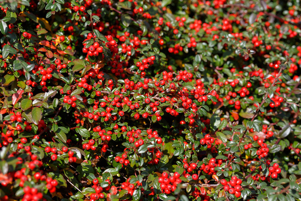 Piante di Natale con bacche rosse