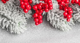 3 motivi usare agrifoglio natale