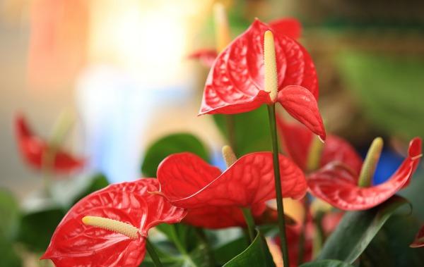 anthurium