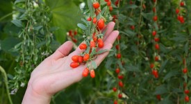 bacche goji proprietà storia