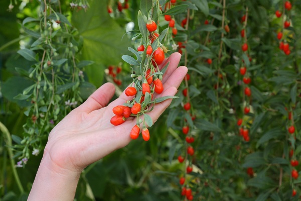 bacche goji proprietà storia