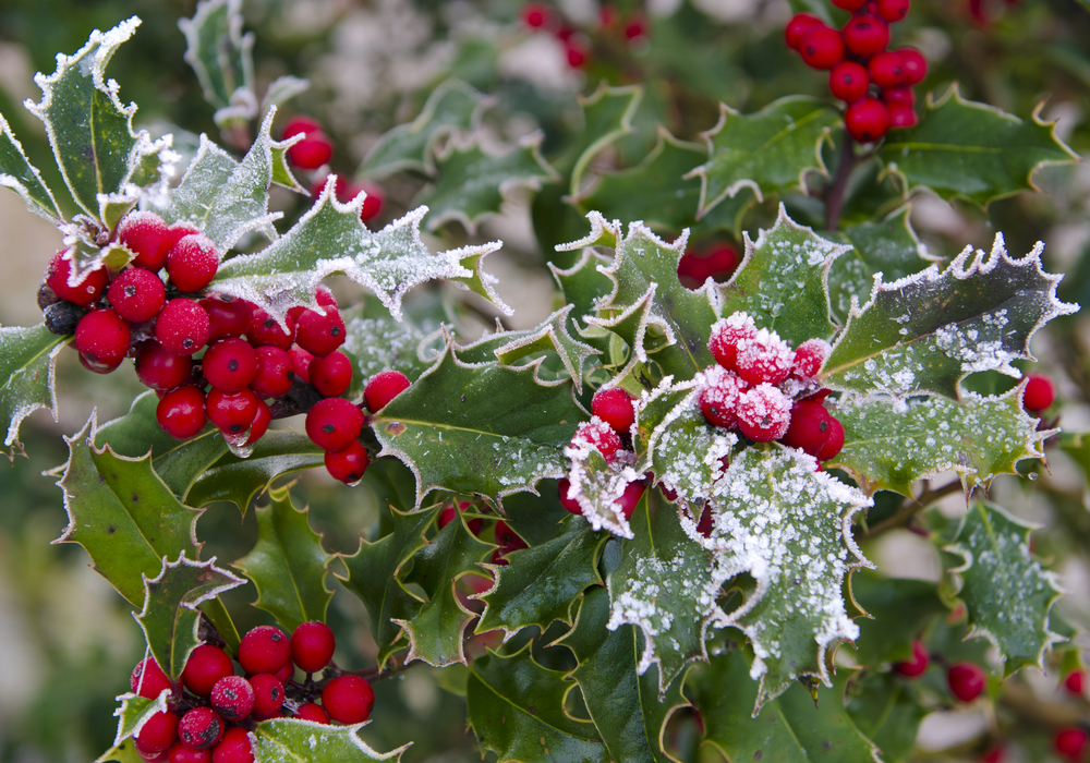 Foto Pungitopo Di Natale.Piante Di Natale Con Bacche Rosse Foto Pollicegreen