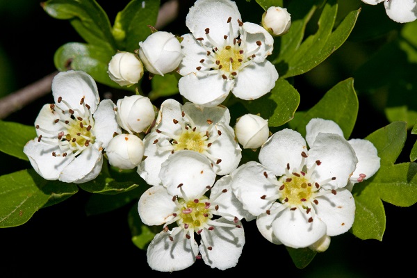 6 fiori portafortuna capodanno foto