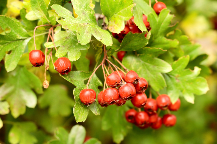 Piante di Natale con bacche rosse 