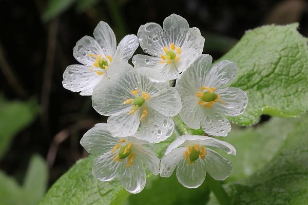 fiore scheletro trasparente pioggia