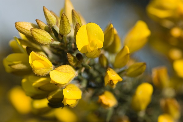 6 fiori portafortuna capodanno foto