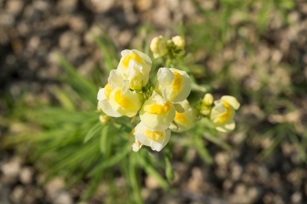 significato fiori linaria