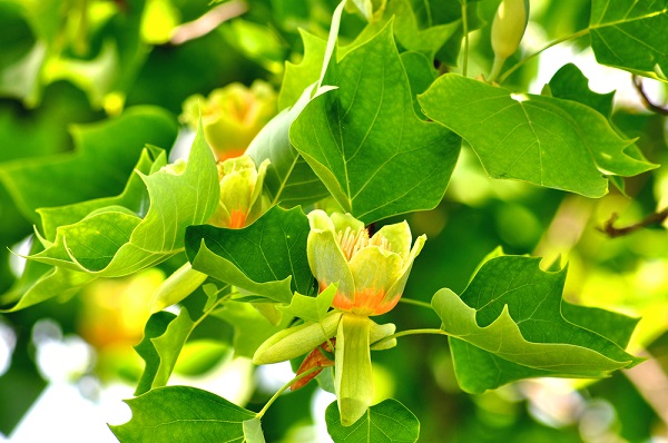 Significato fiori liriodendro tulipifero